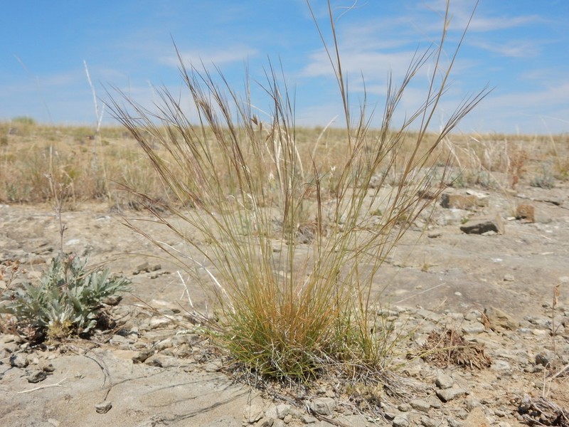 Aristida fendleriana photo 2