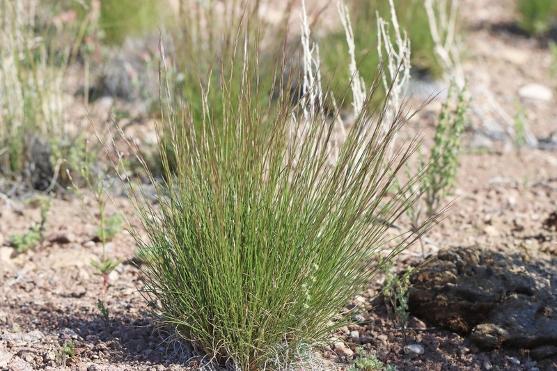 Aristida fendleriana photo 3