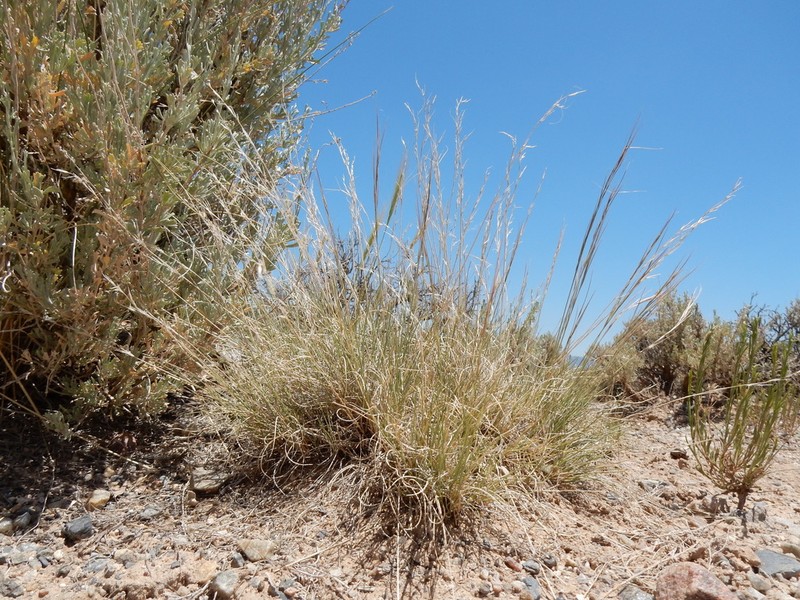 Aristida fendleriana photo 4