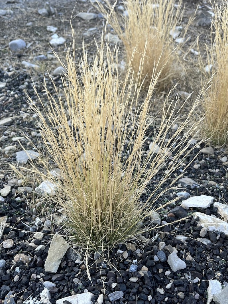 Aristida fendleriana photo 6