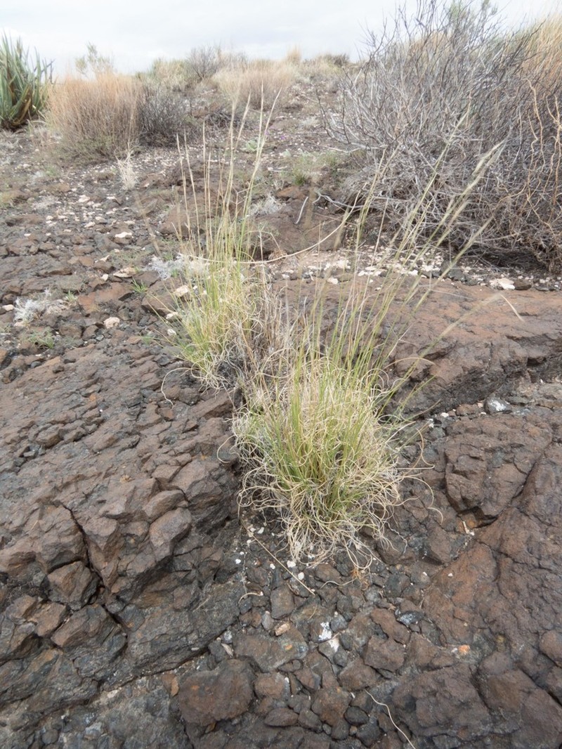 Aristida fendleriana photo 7