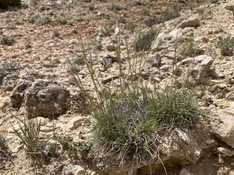Aristida fendleriana photo 8