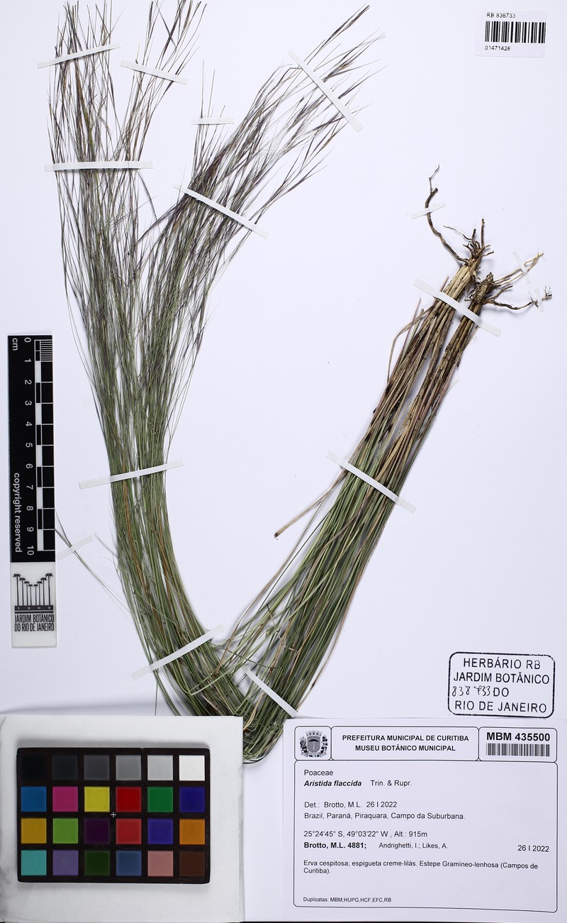 Aristida flaccida