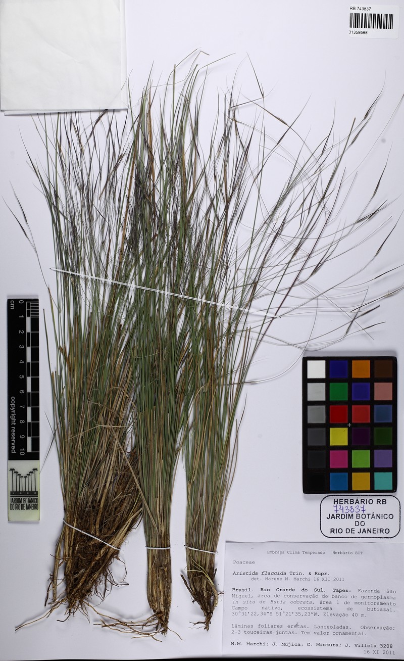 Aristida flaccida photo 2