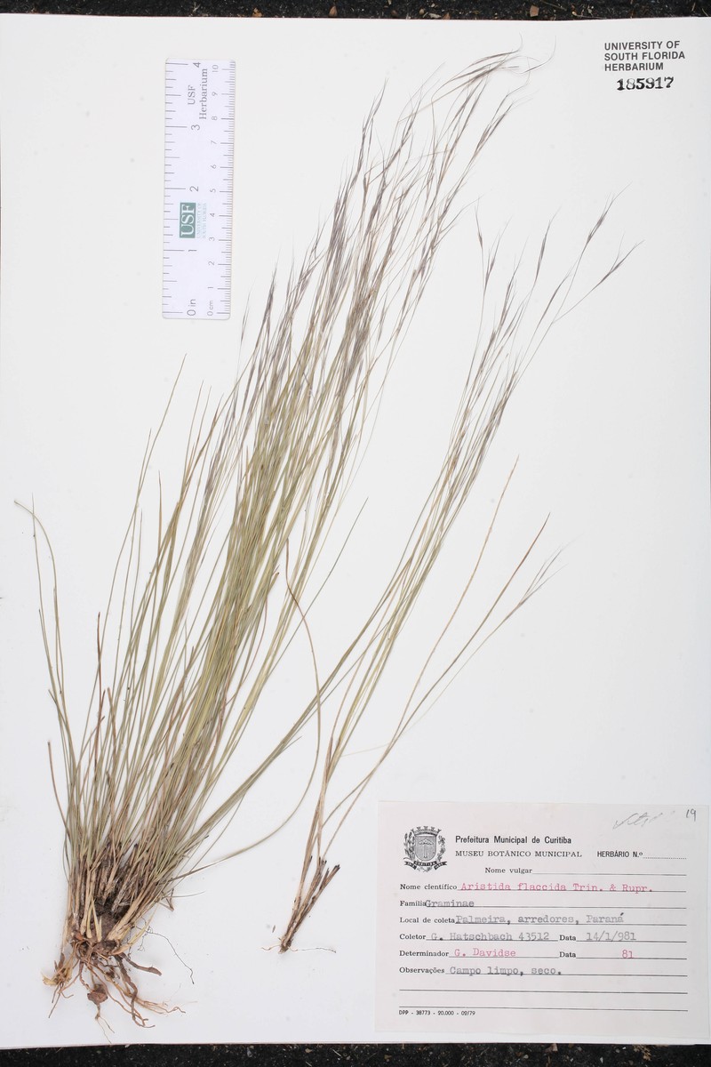 Aristida flaccida photo 3