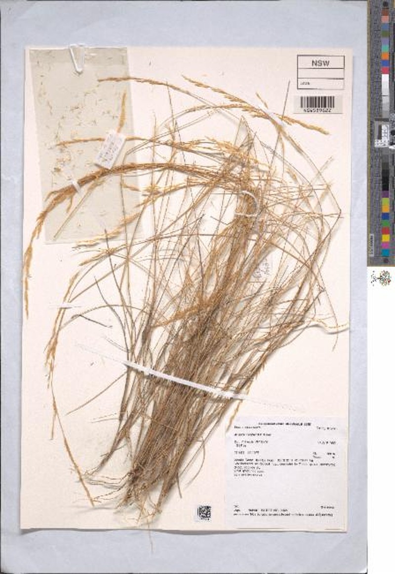 Aristida forsteri