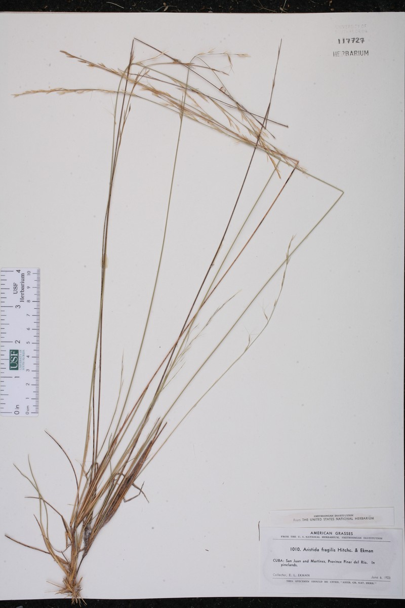 Aristida fragilis