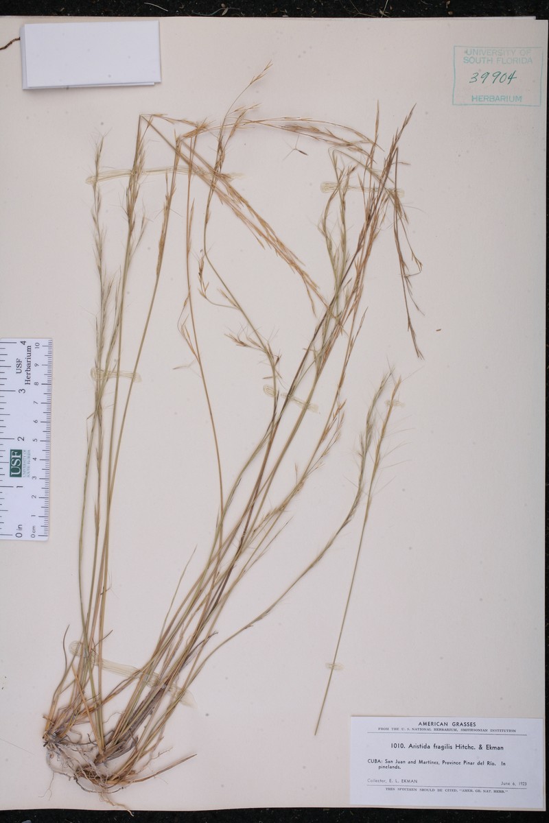 Aristida fragilis photo 2
