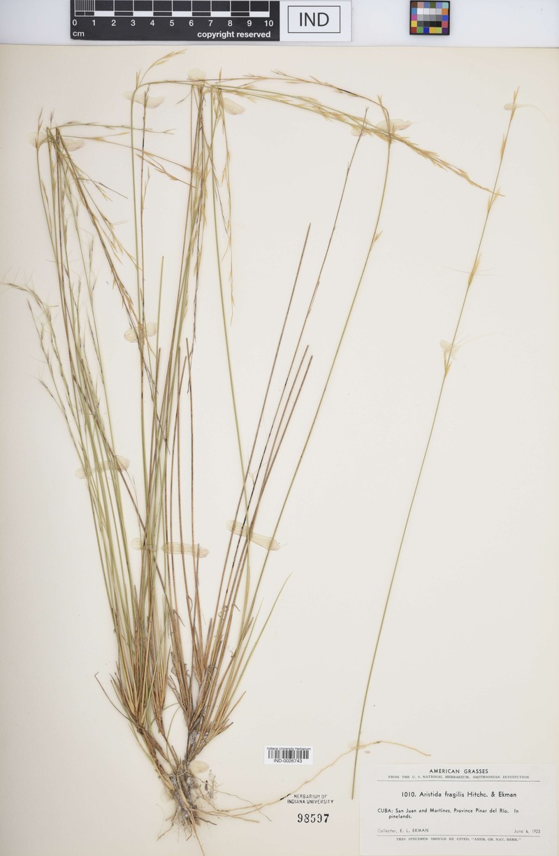 Aristida fragilis photo 3