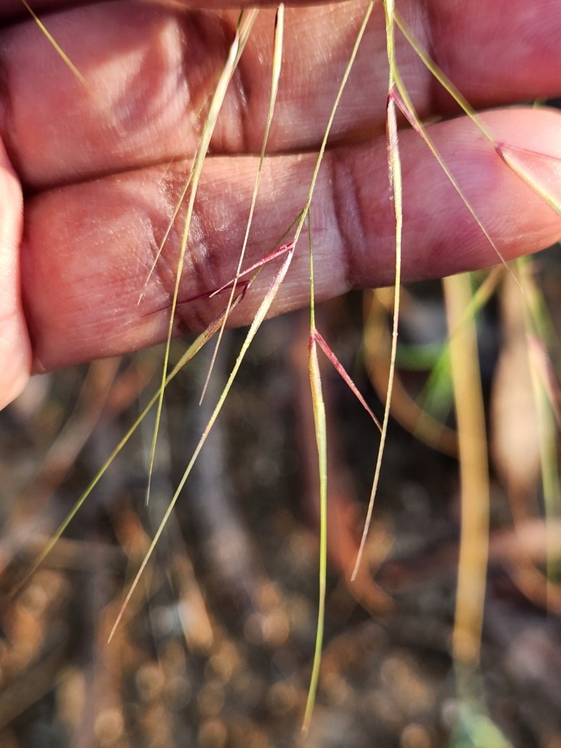 Aristida funiculata