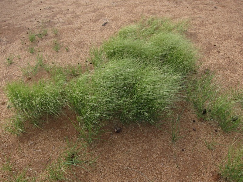 Aristida funiculata photo 2