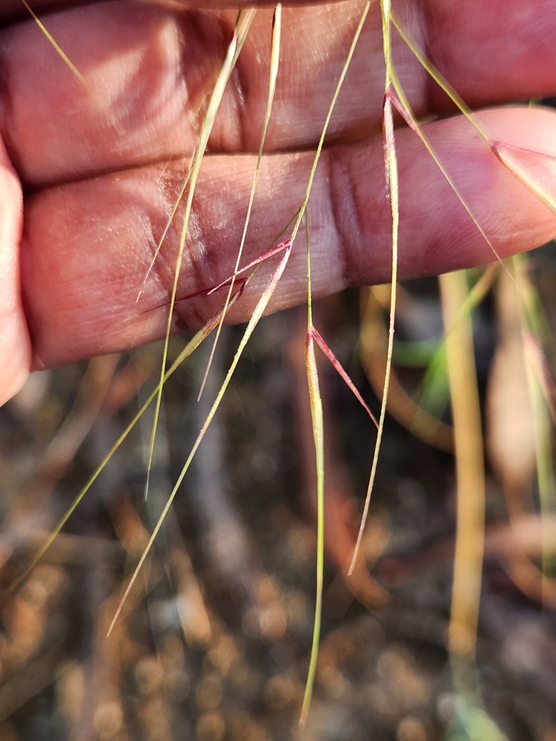Aristida funiculata photo 3