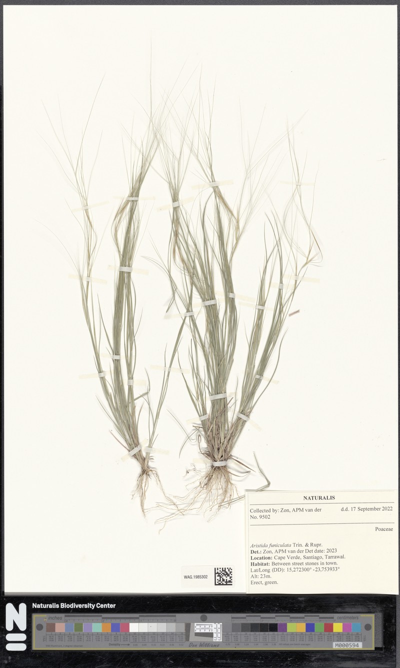 Aristida funiculata photo 5