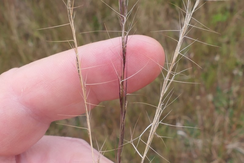 Aristida geniculata photo 2