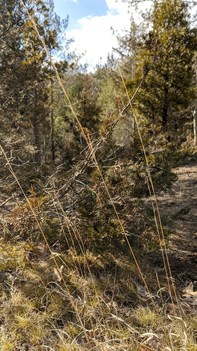 Aristida geniculata photo 3