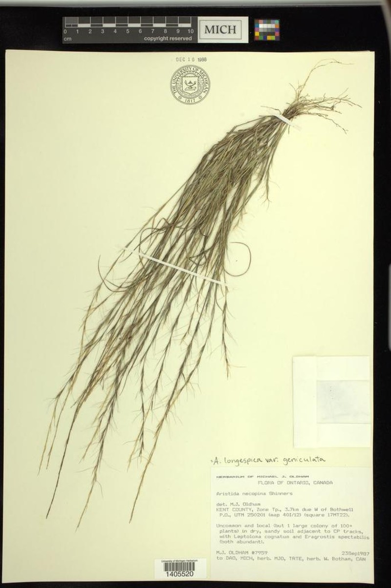 Aristida geniculata photo 4
