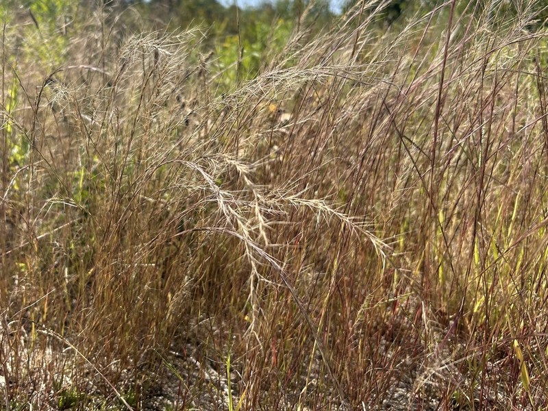 Aristida geniculata photo 5