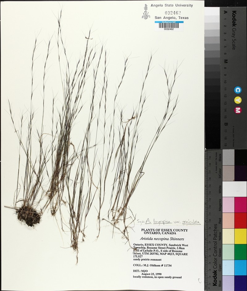 Aristida geniculata photo 7
