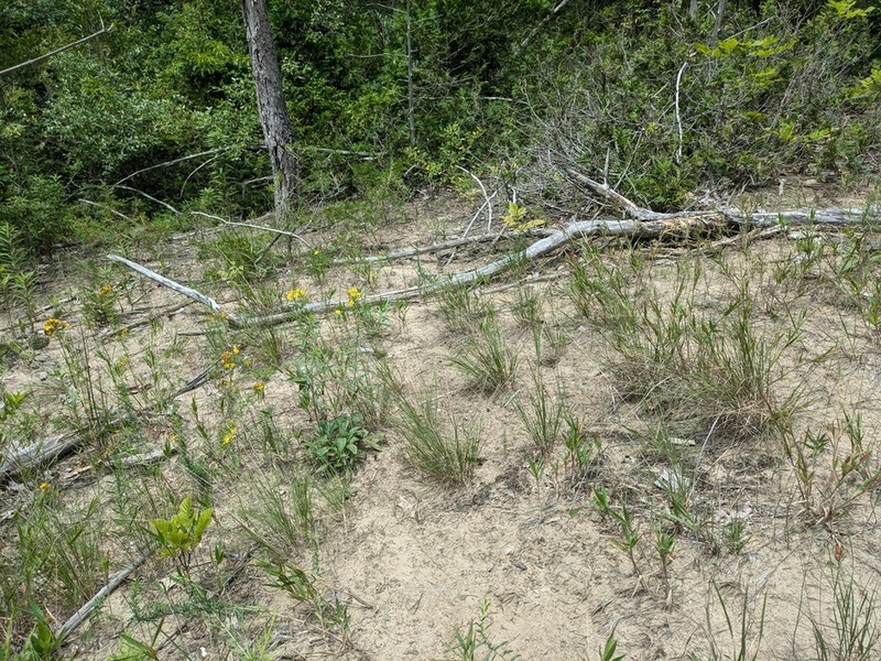Aristida geniculata photo 8