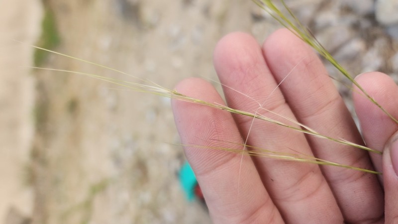 Aristida glabrata