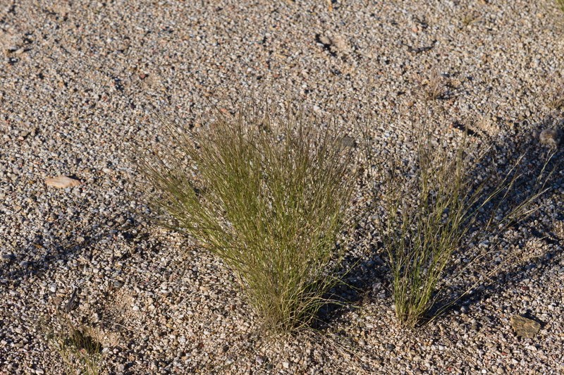 Aristida glabrata photo 4