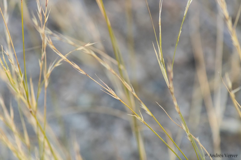Aristida glabrata photo 6