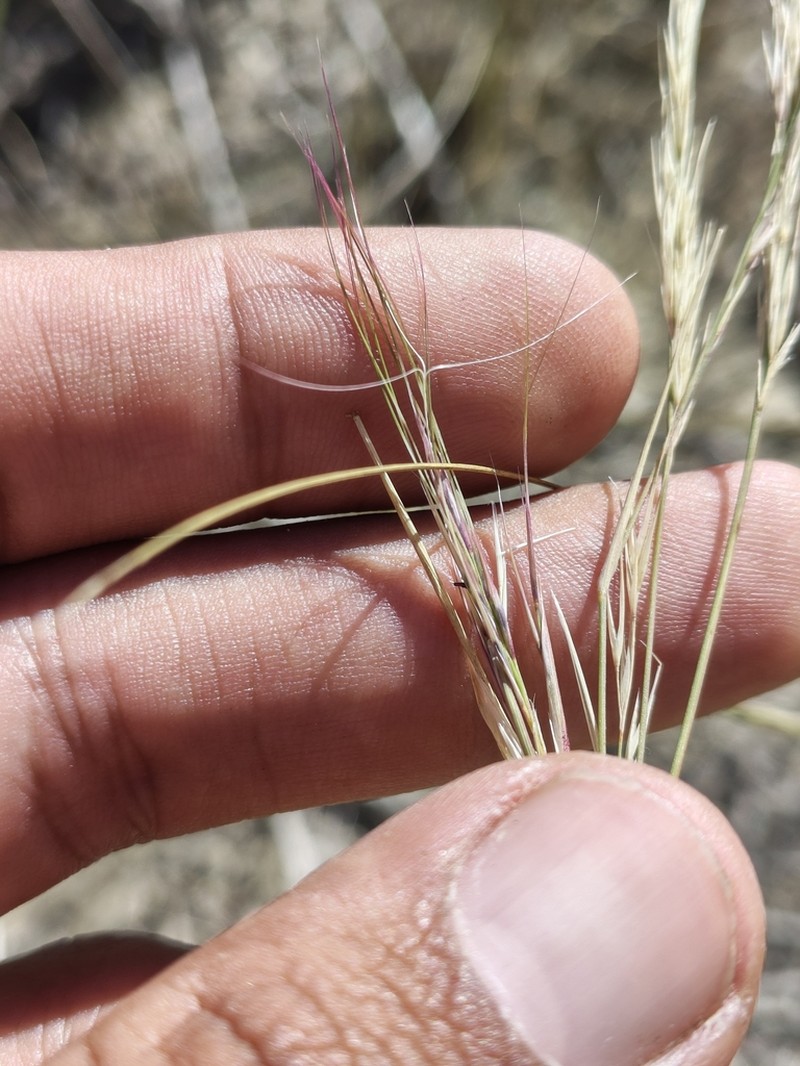 Aristida glabrata photo 7