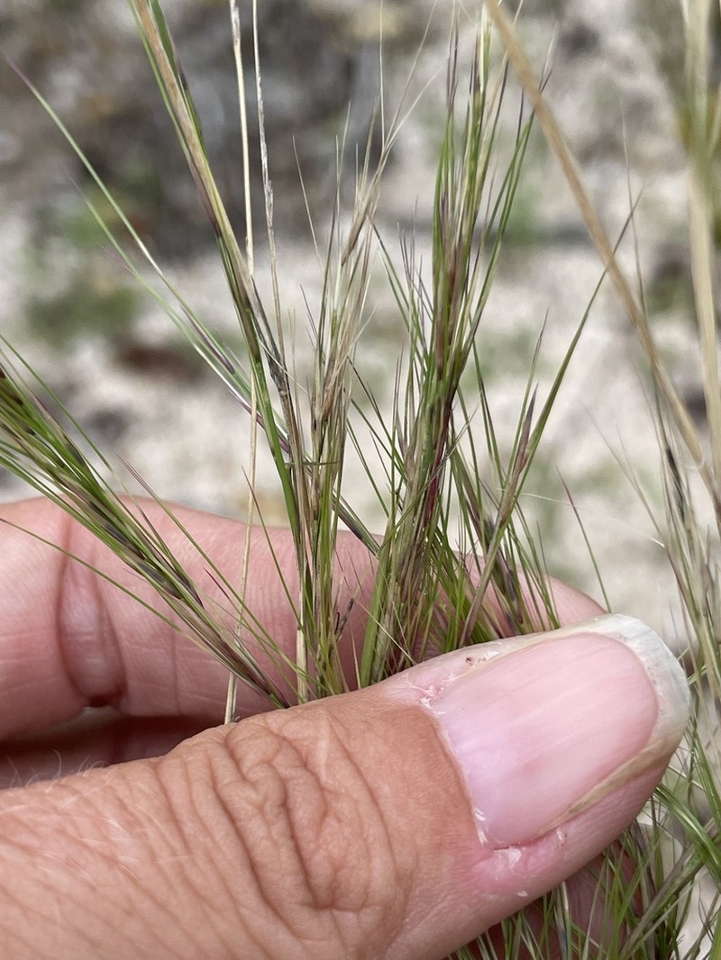 Aristida glabrata photo 8