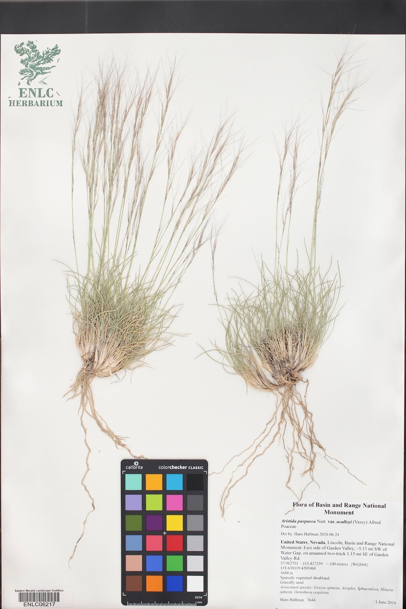 Aristida glauca
