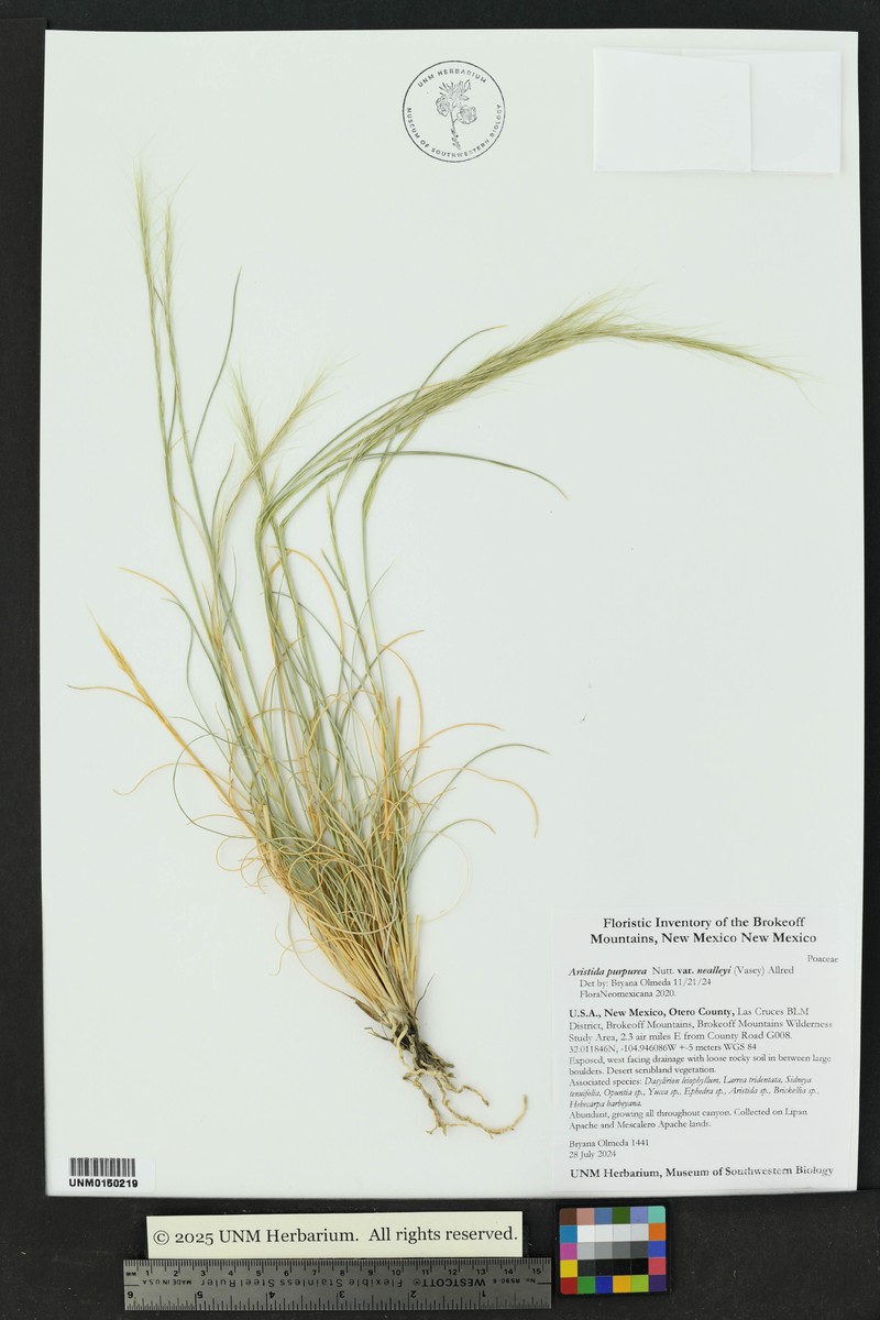 Aristida glauca photo 2
