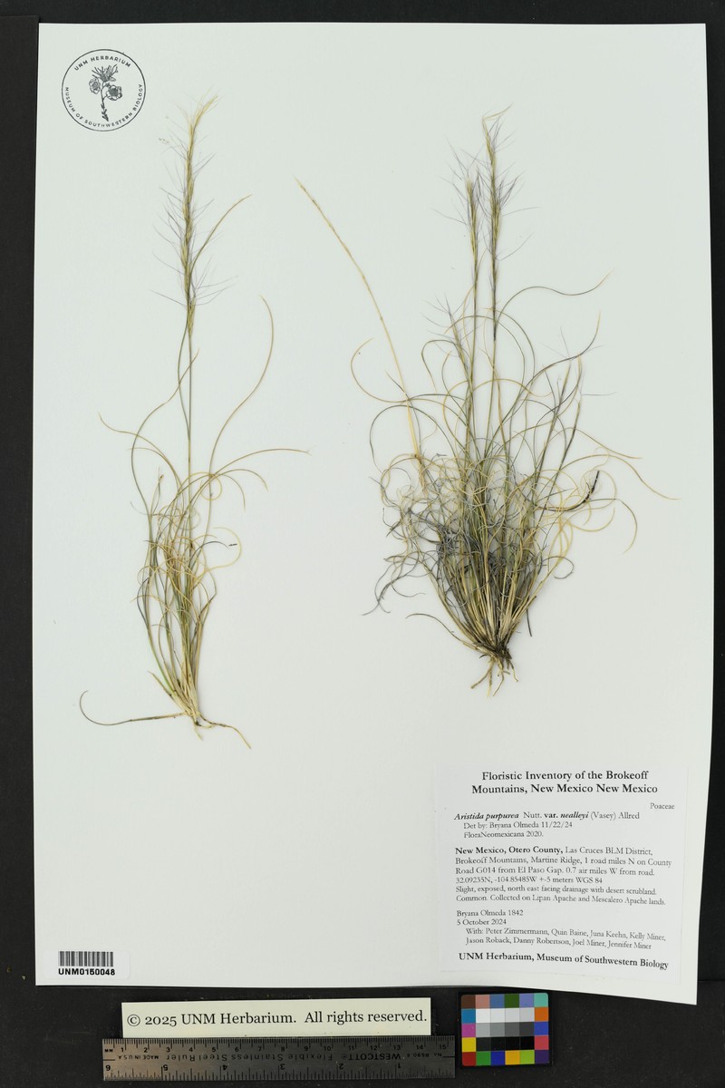 Aristida glauca photo 3