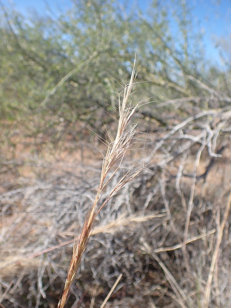 Aristida glauca photo 4
