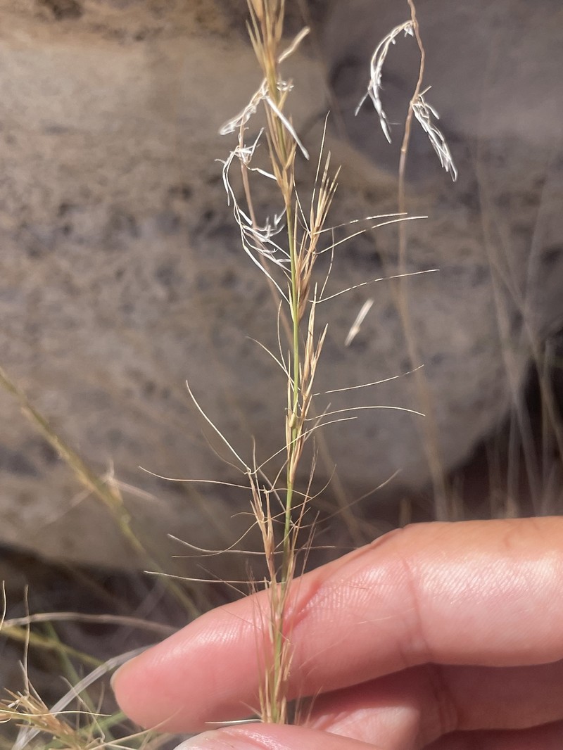 Aristida glauca photo 5