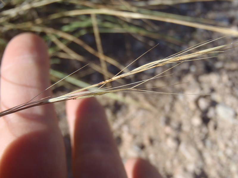 Aristida glauca photo 7