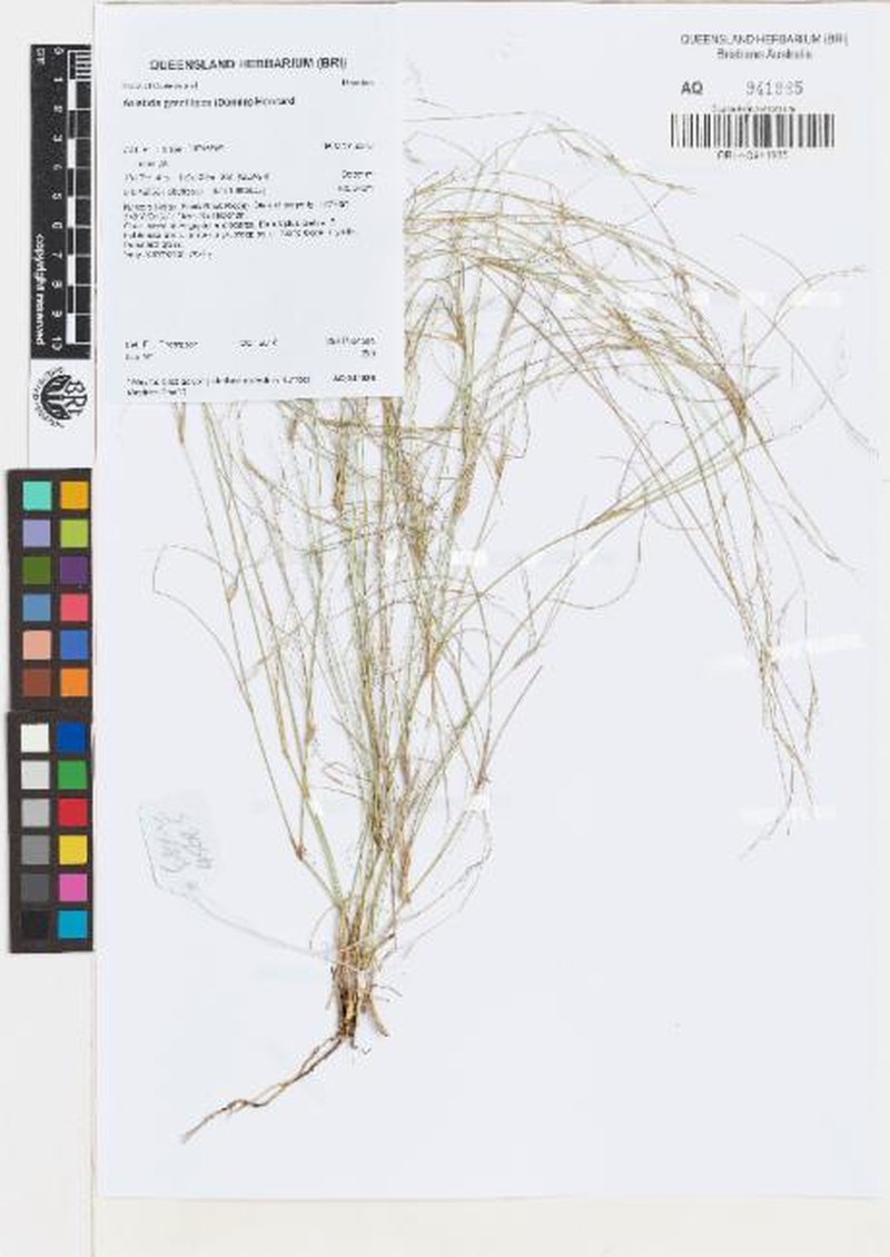 Aristida gracilipes