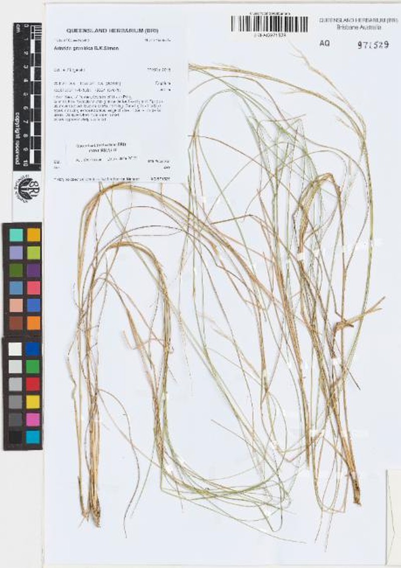 Aristida granitica