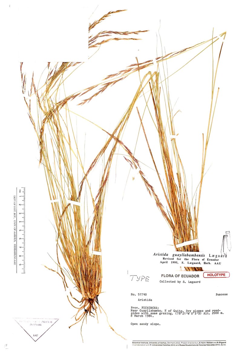 Aristida guayllabambensis