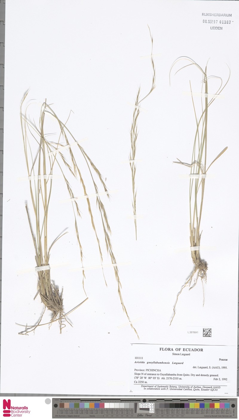 Aristida guayllabambensis photo 2
