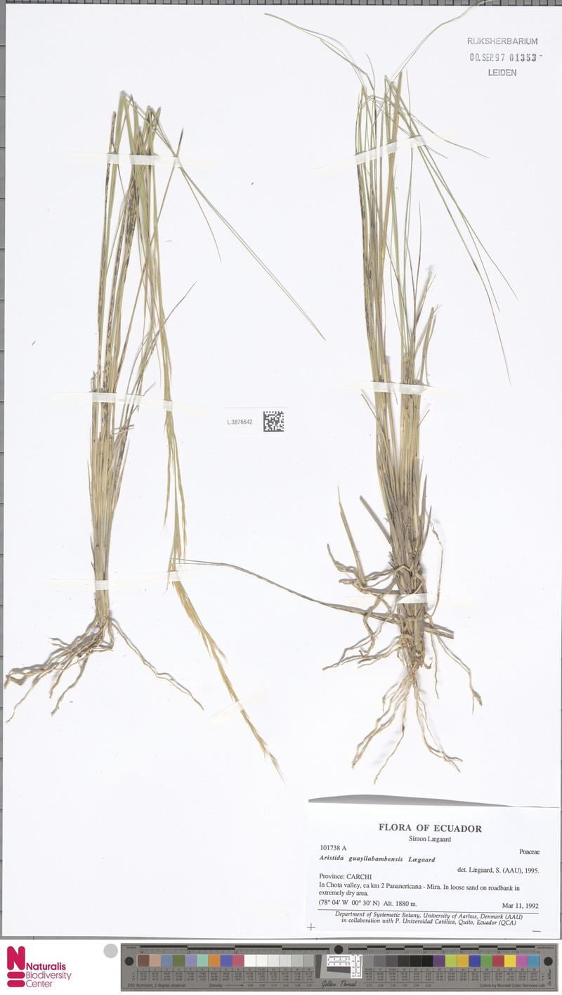 Aristida guayllabambensis photo 3