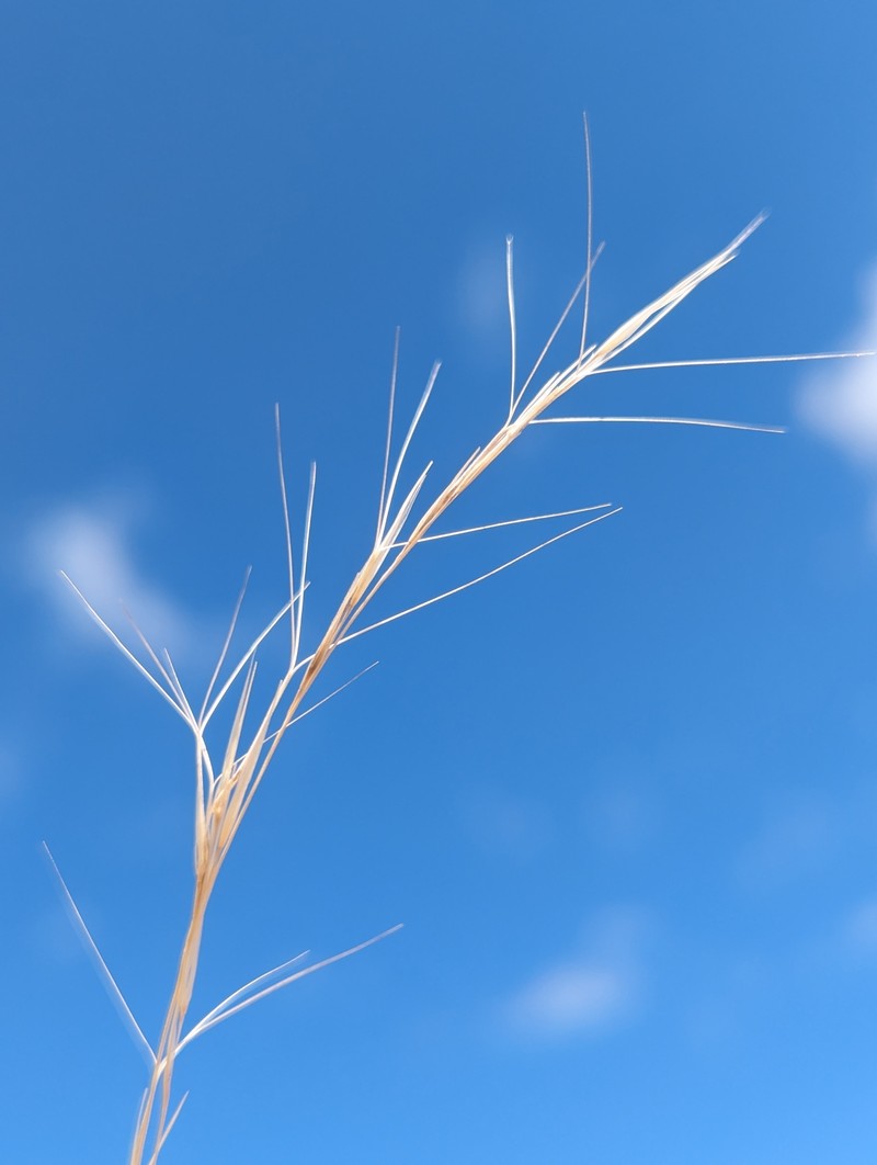 Aristida hamulosa