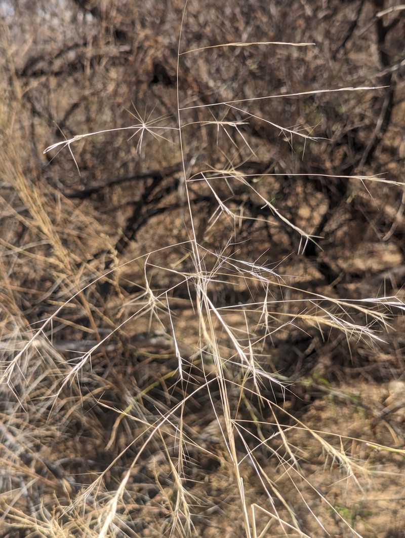 Aristida hamulosa photo 2