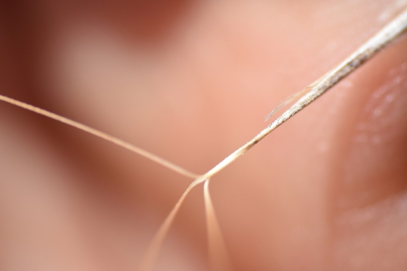 Aristida hamulosa photo 3