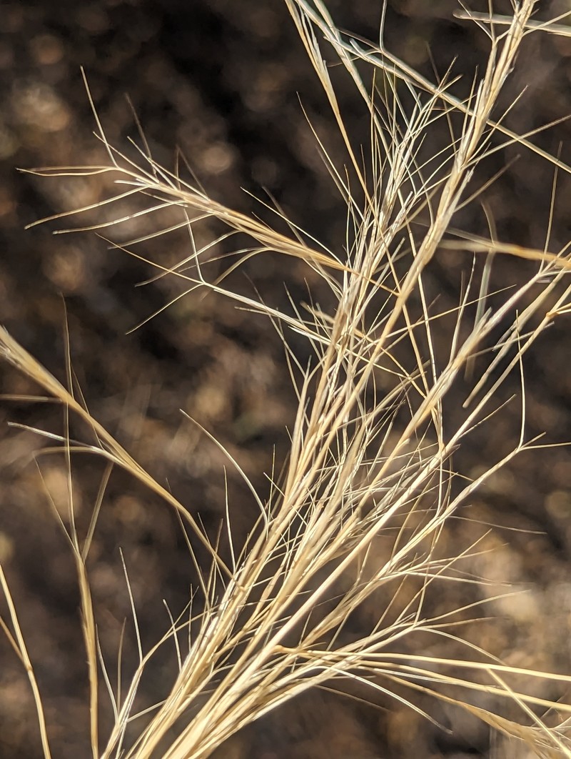 Aristida hamulosa photo 4
