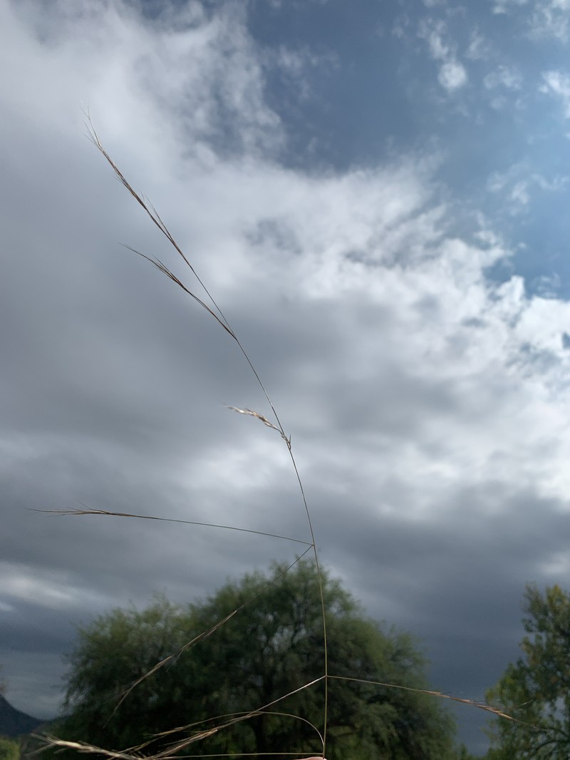 Aristida hamulosa photo 5