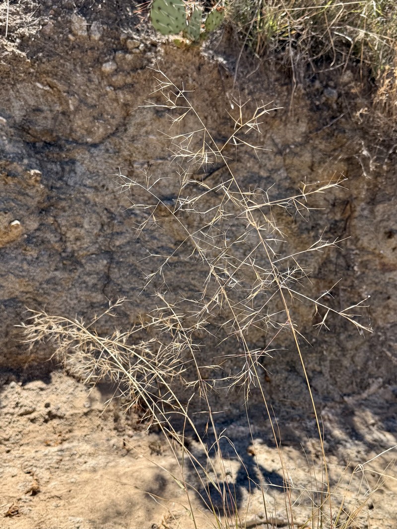 Aristida hamulosa photo 6