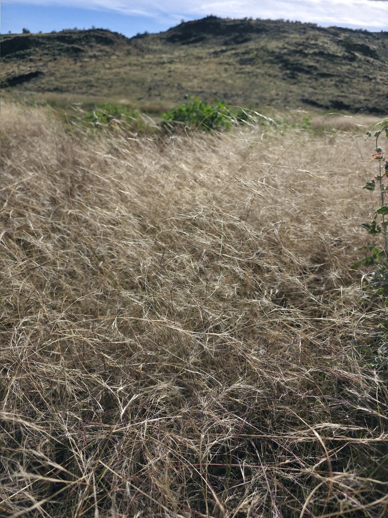 Aristida hamulosa photo 7