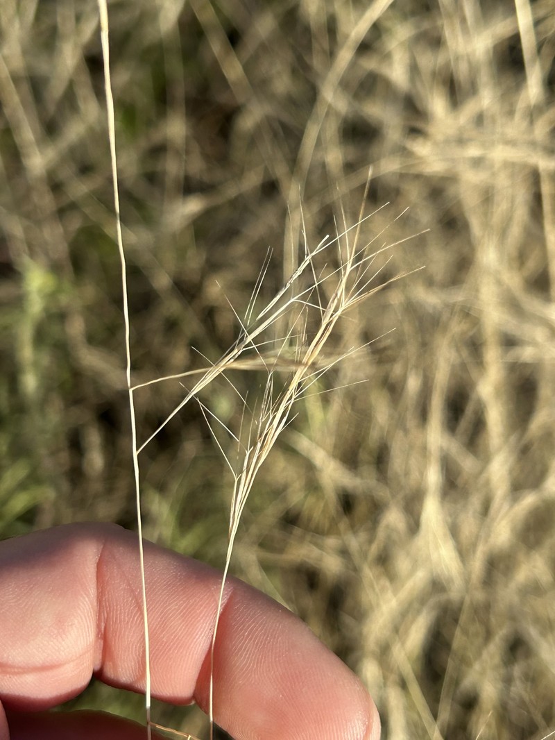 Aristida hamulosa photo 8