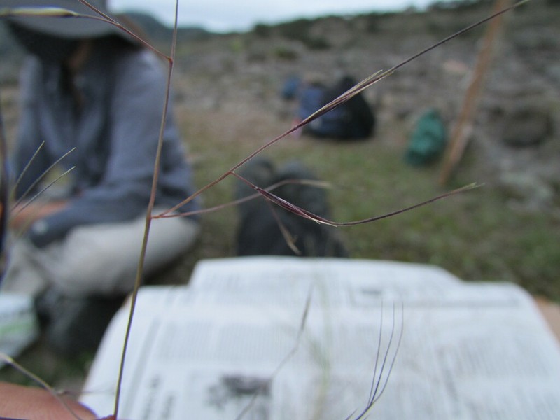 Havard's Threeawn photo 3