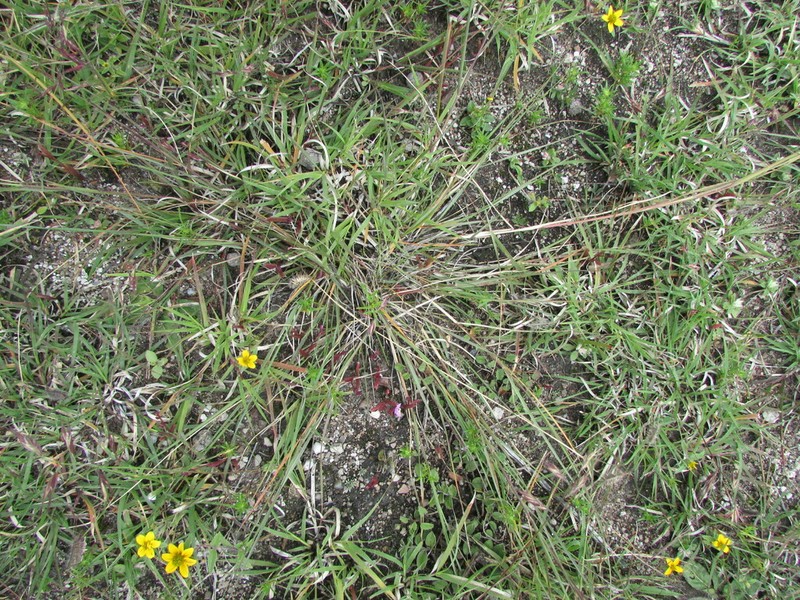 Havard's Threeawn photo 4