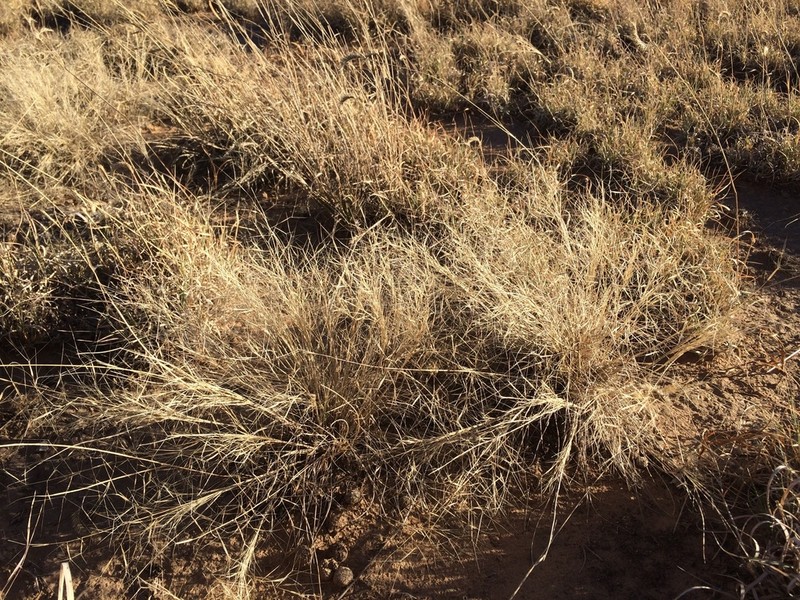 Havard's Threeawn photo 8